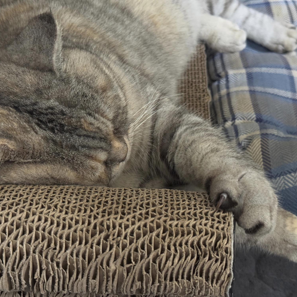 Round Cat Scratcher Bed - Image 2