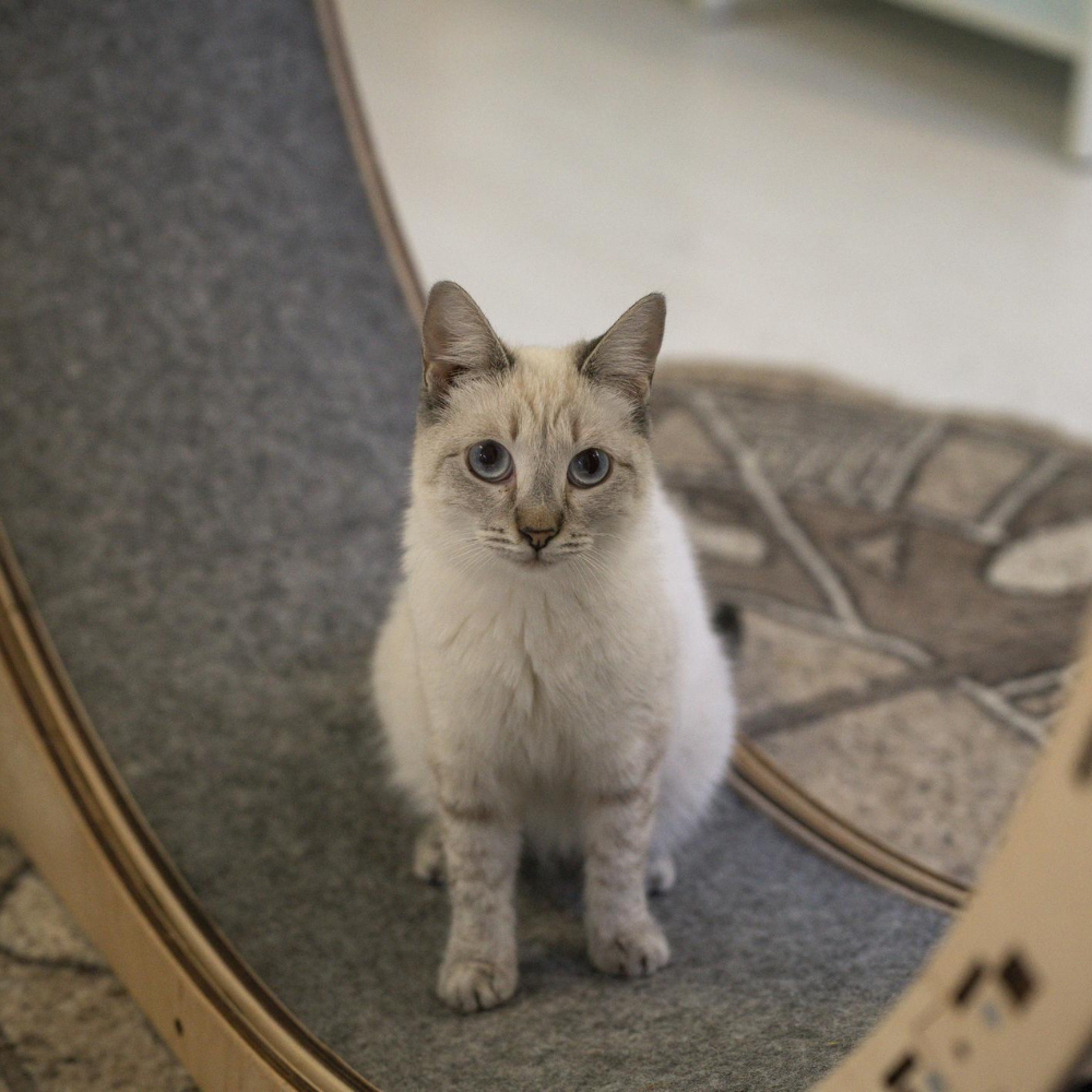 Round Cat Scratcher Bed - Image 4